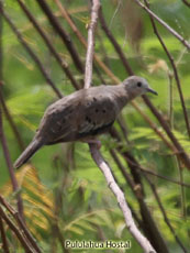 Ecuadorian Ground-dove