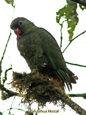 Red-billed Parrot_Pionus sordidus